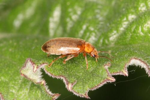 Microcara testacea